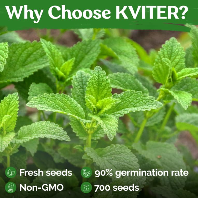 KVITER 500 Lemon Thyme Seeds for Planting (Thymus Pulegioides) – Wild Creeping Thyme Seeds Ground Cover, Aromatic & Drought-Tolerant Herbaceous Flower – Ideal for Walls, Fences & Herb Garden