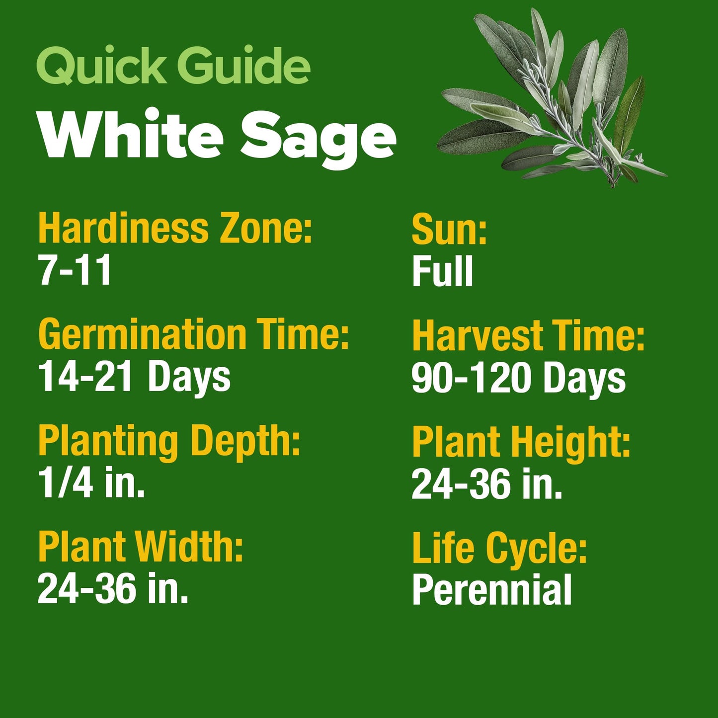 HOME GROWN 𝗨𝗦𝗔 𝗣𝗥𝗘𝗠𝗜𝗨𝗠 Peppermint Seeds Pack – 2,370 𝗡𝗢𝗡-𝗚𝗠𝗢 Heirloom Mint Seeds for Planting. Grow Peppermint Plants in Your Herb Garden Indoors or Outdoors (Mentha x piperita)