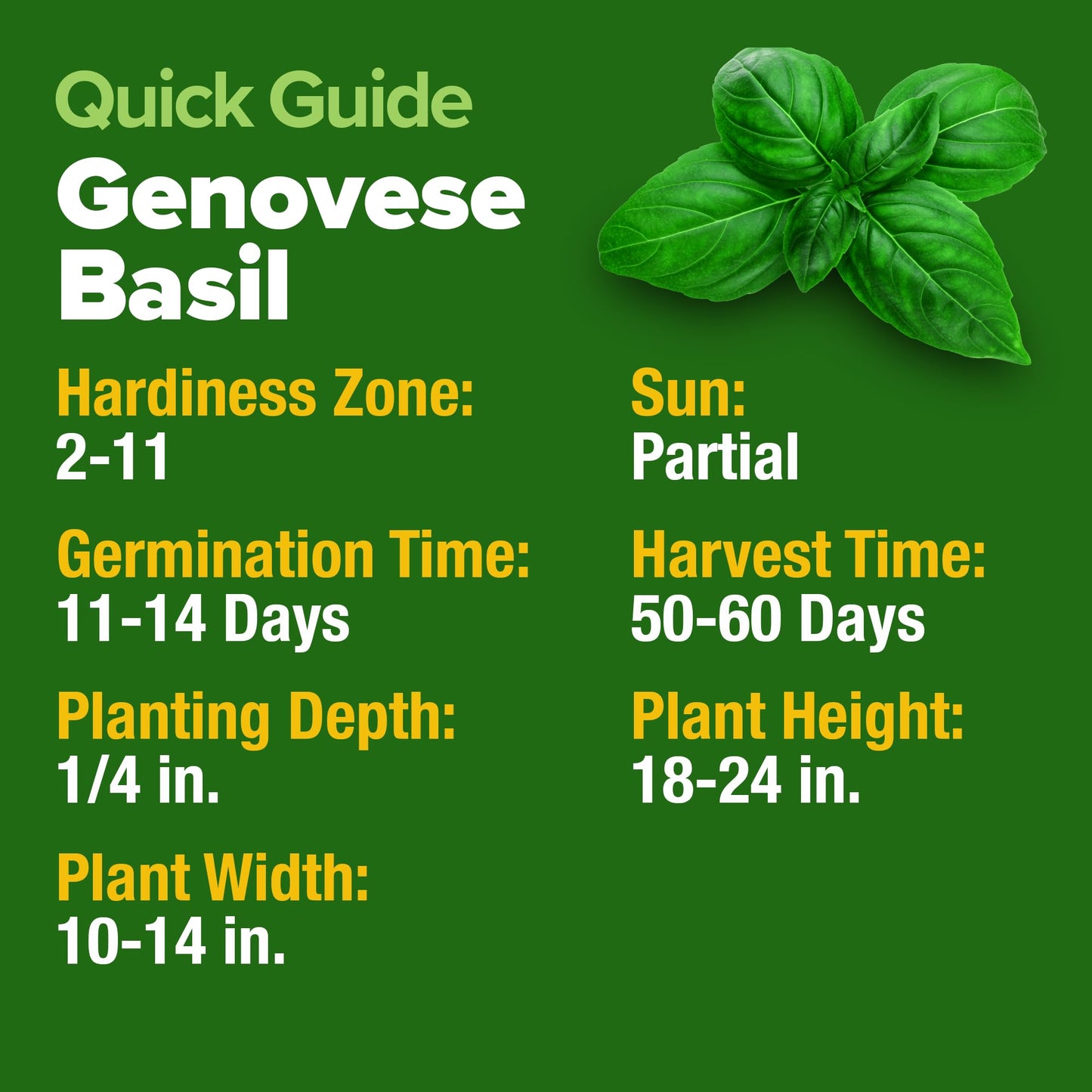 HOME GROWN 𝗨𝗦𝗔 𝗣𝗥𝗘𝗠𝗜𝗨𝗠 Peppermint Seeds Pack – 2,370 𝗡𝗢𝗡-𝗚𝗠𝗢 Heirloom Mint Seeds for Planting. Grow Peppermint Plants in Your Herb Garden Indoors or Outdoors (Mentha x piperita)