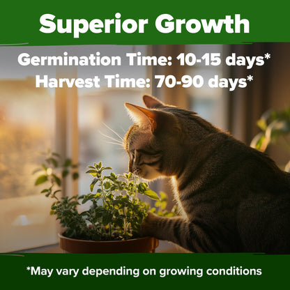 HOME GROWN 𝗨𝗦𝗔 𝗣𝗥𝗘𝗠𝗜𝗨𝗠 Peppermint Seeds Pack – 2,370 𝗡𝗢𝗡-𝗚𝗠𝗢 Heirloom Mint Seeds for Planting. Grow Peppermint Plants in Your Herb Garden Indoors or Outdoors (Mentha x piperita)