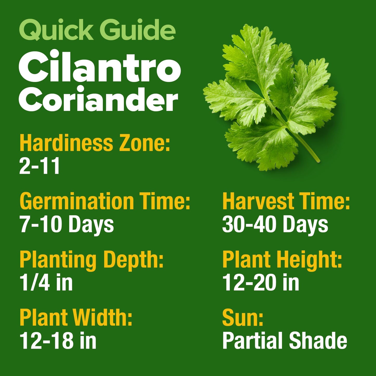 HOME GROWN 𝗨𝗦𝗔 𝗣𝗥𝗘𝗠𝗜𝗨𝗠 Peppermint Seeds Pack – 2,370 𝗡𝗢𝗡-𝗚𝗠𝗢 Heirloom Mint Seeds for Planting. Grow Peppermint Plants in Your Herb Garden Indoors or Outdoors (Mentha x piperita)