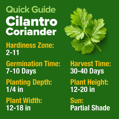 HOME GROWN 𝗨𝗦𝗔 𝗣𝗥𝗘𝗠𝗜𝗨𝗠 Peppermint Seeds Pack – 2,370 𝗡𝗢𝗡-𝗚𝗠𝗢 Heirloom Mint Seeds for Planting. Grow Peppermint Plants in Your Herb Garden Indoors or Outdoors (Mentha x piperita)