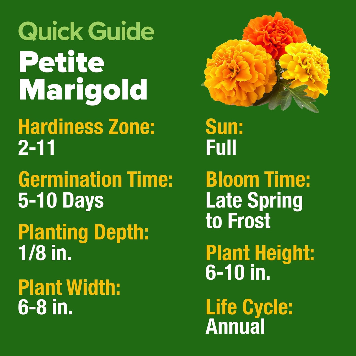 HOME GROWN 𝗨𝗦𝗔 𝗣𝗥𝗘𝗠𝗜𝗨𝗠 Zinnia Dahlia Seeds Pack for 2025 – 524 𝗡𝗢𝗡-𝗚𝗠𝗢 Flower Seeds | Vibrant Zinnia Elegans for Pollinator Gardens, Borders & Containers | Easy-to-Grow Outdoor Blooms