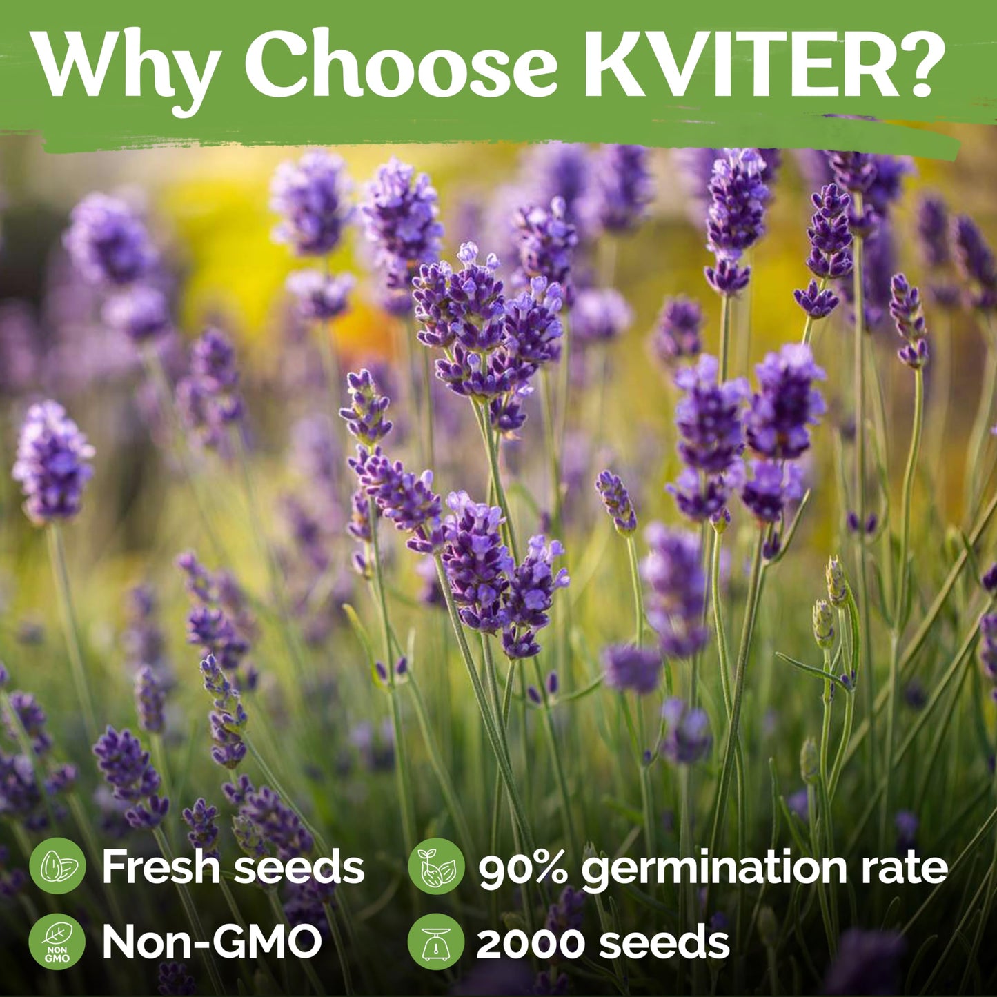 KVITER 500 Lemon Thyme Seeds for Planting (Thymus Pulegioides) – Wild Creeping Thyme Seeds Ground Cover, Aromatic & Drought-Tolerant Herbaceous Flower – Ideal for Walls, Fences & Herb Garden