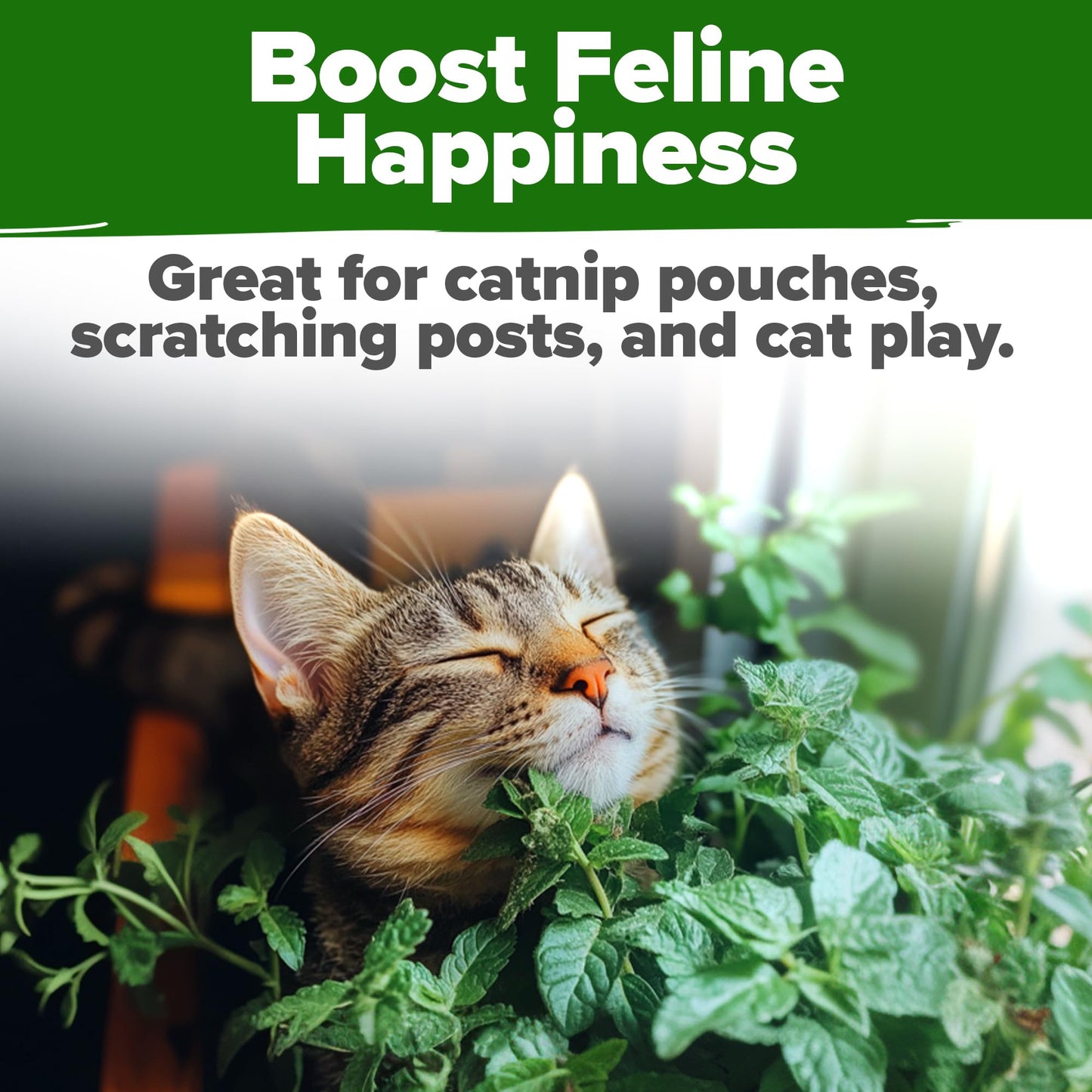 HOME GROWN 𝗨𝗦𝗔 𝗣𝗥𝗘𝗠𝗜𝗨𝗠 Peppermint Seeds Pack – 2,370 𝗡𝗢𝗡-𝗚𝗠𝗢 Heirloom Mint Seeds for Planting. Grow Peppermint Plants in Your Herb Garden Indoors or Outdoors (Mentha x piperita)