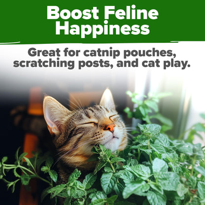 HOME GROWN 𝗨𝗦𝗔 𝗣𝗥𝗘𝗠𝗜𝗨𝗠 Peppermint Seeds Pack – 2,370 𝗡𝗢𝗡-𝗚𝗠𝗢 Heirloom Mint Seeds for Planting. Grow Peppermint Plants in Your Herb Garden Indoors or Outdoors (Mentha x piperita)
