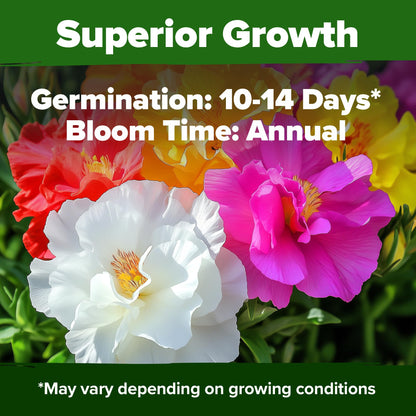 HOME GROWN 𝗨𝗦𝗔 𝗣𝗥𝗘𝗠𝗜𝗨𝗠 Zinnia Dahlia Seeds Pack for 2025 – 524 𝗡𝗢𝗡-𝗚𝗠𝗢 Flower Seeds | Vibrant Zinnia Elegans for Pollinator Gardens, Borders & Containers | Easy-to-Grow Outdoor Blooms