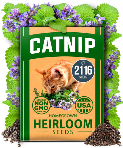 HOME GROWN 𝗨𝗦𝗔 𝗣𝗥𝗘𝗠𝗜𝗨𝗠 Peppermint Seeds Pack – 2,370 𝗡𝗢𝗡-𝗚𝗠𝗢 Heirloom Mint Seeds for Planting. Grow Peppermint Plants in Your Herb Garden Indoors or Outdoors (Mentha x piperita)