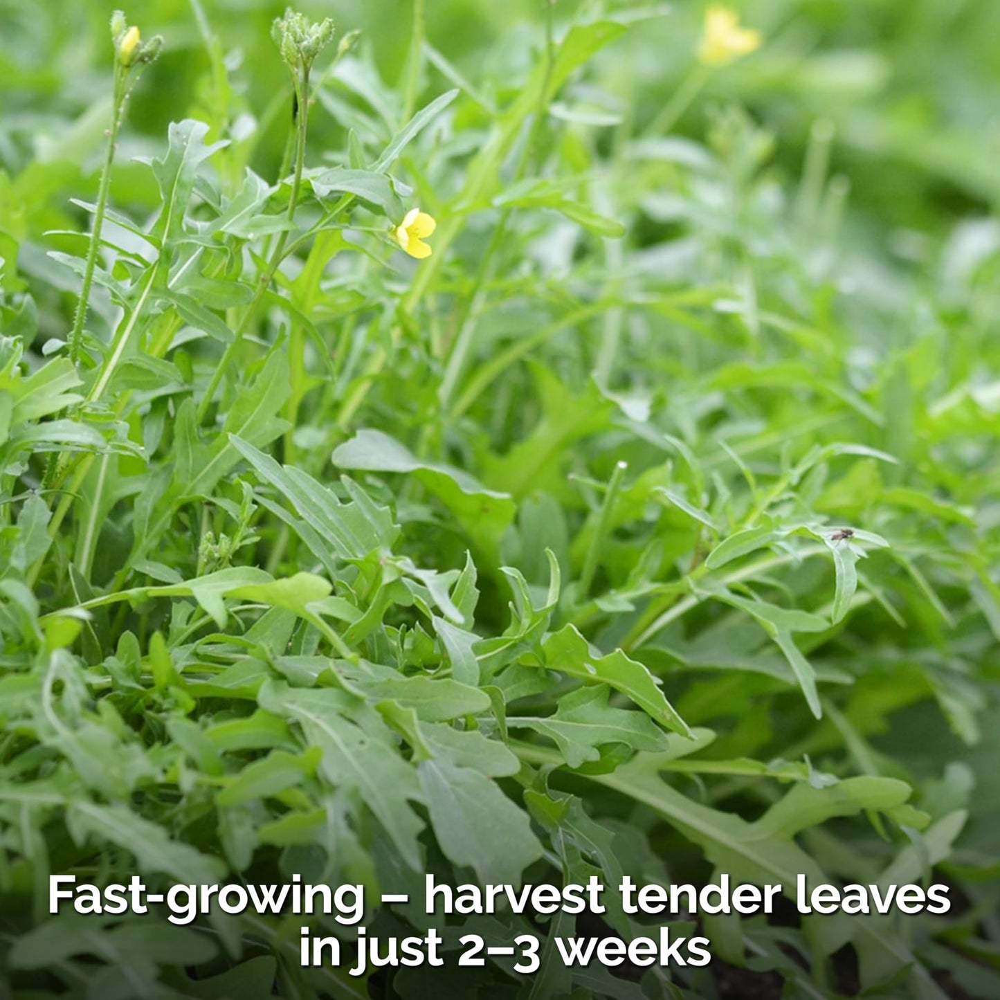 KVITER 500 Lemon Thyme Seeds for Planting (Thymus Pulegioides) – Wild Creeping Thyme Seeds Ground Cover, Aromatic & Drought-Tolerant Herbaceous Flower – Ideal for Walls, Fences & Herb Garden