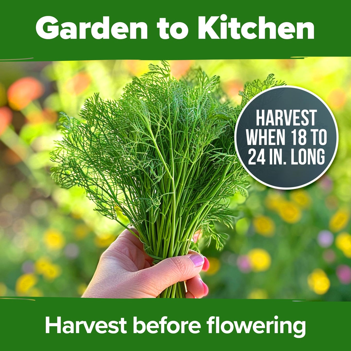 HOME GROWN 𝗨𝗦𝗔 𝗣𝗥𝗘𝗠𝗜𝗨𝗠 Peppermint Seeds Pack – 2,370 𝗡𝗢𝗡-𝗚𝗠𝗢 Heirloom Mint Seeds for Planting. Grow Peppermint Plants in Your Herb Garden Indoors or Outdoors (Mentha x piperita)