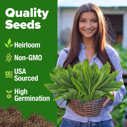 HOME GROWN 𝗨𝗦𝗔 𝗣𝗥𝗘𝗠𝗜𝗨𝗠 Peppermint Seeds Pack – 2,370 𝗡𝗢𝗡-𝗚𝗠𝗢 Heirloom Mint Seeds for Planting. Grow Peppermint Plants in Your Herb Garden Indoors or Outdoors (Mentha x piperita)
