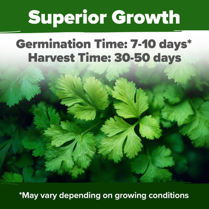 HOME GROWN 𝗨𝗦𝗔 𝗣𝗥𝗘𝗠𝗜𝗨𝗠 Peppermint Seeds Pack – 2,370 𝗡𝗢𝗡-𝗚𝗠𝗢 Heirloom Mint Seeds for Planting. Grow Peppermint Plants in Your Herb Garden Indoors or Outdoors (Mentha x piperita)
