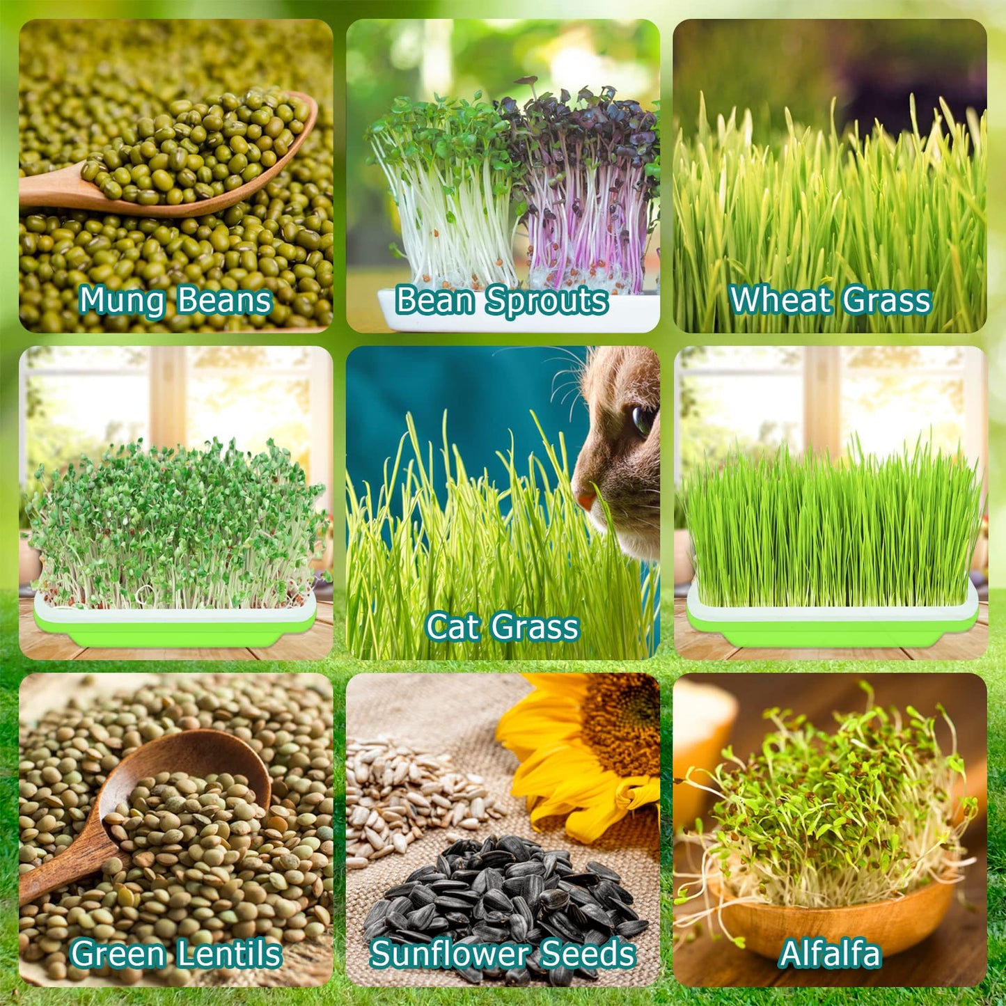 Legigo 8 Pack Seed Sprouter Trays with Lids- Soil-Free Cultivation Germination Tray, BPA Free Micro Greens Growing Trays Seed Sprouting Trays Kit with Germinating Paper for Wheatgrass, Beans and More
