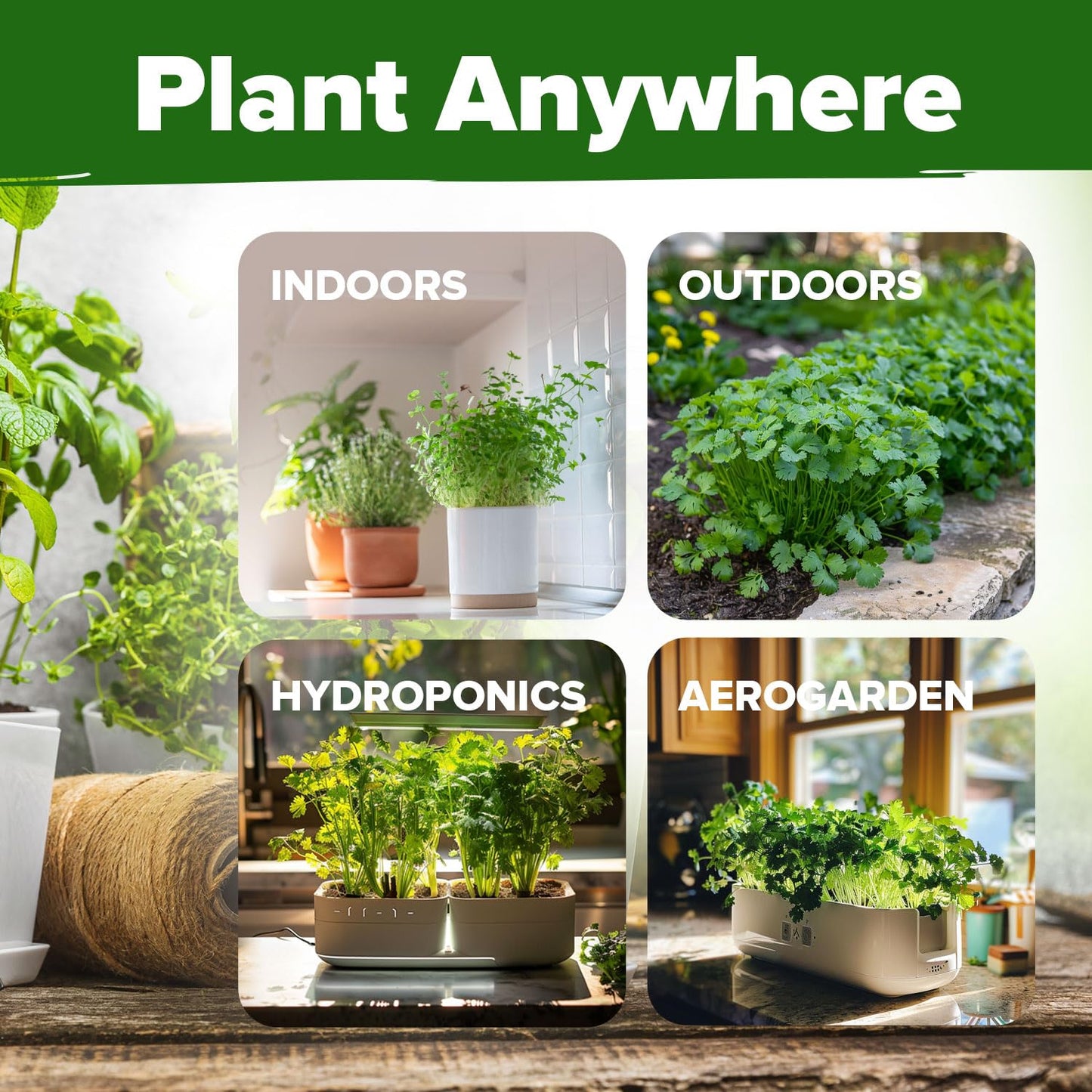 HOME GROWN 𝗨𝗦𝗔 𝗣𝗥𝗘𝗠𝗜𝗨𝗠 Peppermint Seeds Pack – 2,370 𝗡𝗢𝗡-𝗚𝗠𝗢 Heirloom Mint Seeds for Planting. Grow Peppermint Plants in Your Herb Garden Indoors or Outdoors (Mentha x piperita)