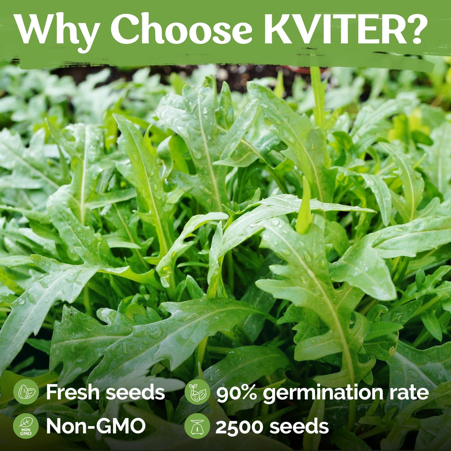KVITER 500 Lemon Thyme Seeds for Planting (Thymus Pulegioides) – Wild Creeping Thyme Seeds Ground Cover, Aromatic & Drought-Tolerant Herbaceous Flower – Ideal for Walls, Fences & Herb Garden