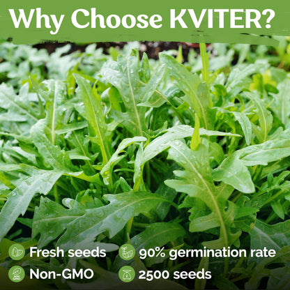 KVITER 500 Lemon Thyme Seeds for Planting (Thymus Pulegioides) – Wild Creeping Thyme Seeds Ground Cover, Aromatic & Drought-Tolerant Herbaceous Flower – Ideal for Walls, Fences & Herb Garden
