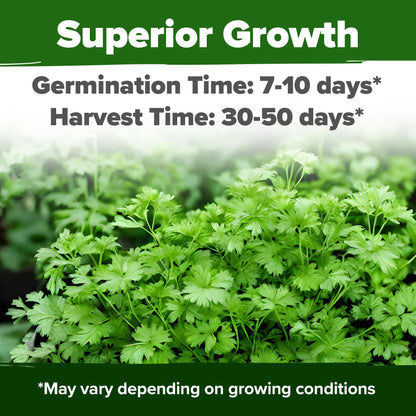 HOME GROWN 𝗨𝗦𝗔 𝗣𝗥𝗘𝗠𝗜𝗨𝗠 Peppermint Seeds Pack – 2,370 𝗡𝗢𝗡-𝗚𝗠𝗢 Heirloom Mint Seeds for Planting. Grow Peppermint Plants in Your Herb Garden Indoors or Outdoors (Mentha x piperita)