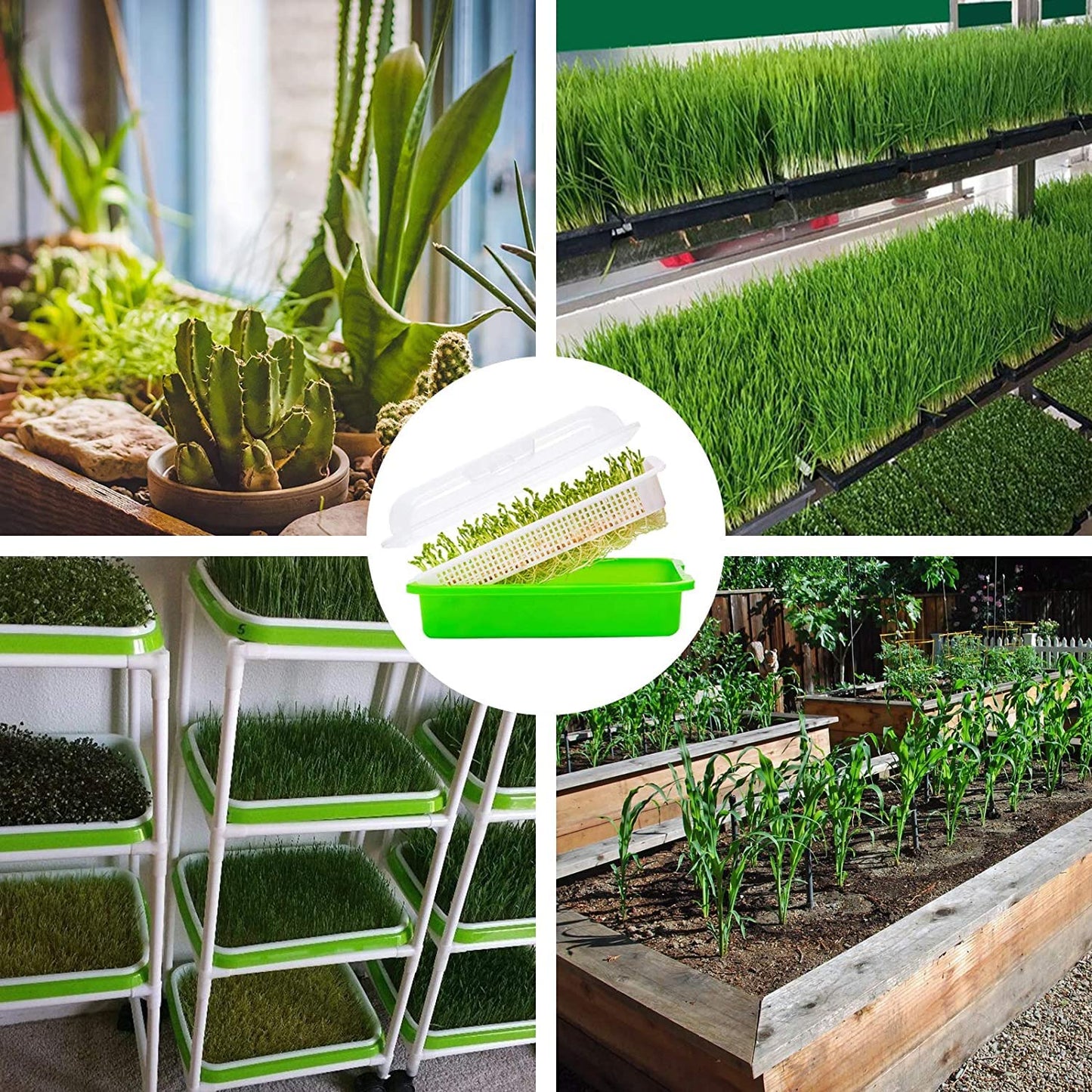 Legigo 8 Pack Seed Sprouter Trays with Lids- Soil-Free Cultivation Germination Tray, BPA Free Micro Greens Growing Trays Seed Sprouting Trays Kit with Germinating Paper for Wheatgrass, Beans and More