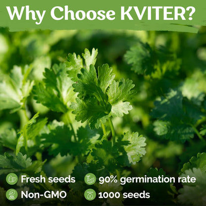 KVITER 500 Lemon Thyme Seeds for Planting (Thymus Pulegioides) – Wild Creeping Thyme Seeds Ground Cover, Aromatic & Drought-Tolerant Herbaceous Flower – Ideal for Walls, Fences & Herb Garden