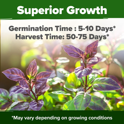 HOME GROWN 𝗨𝗦𝗔 𝗣𝗥𝗘𝗠𝗜𝗨𝗠 Peppermint Seeds Pack – 2,370 𝗡𝗢𝗡-𝗚𝗠𝗢 Heirloom Mint Seeds for Planting. Grow Peppermint Plants in Your Herb Garden Indoors or Outdoors (Mentha x piperita)
