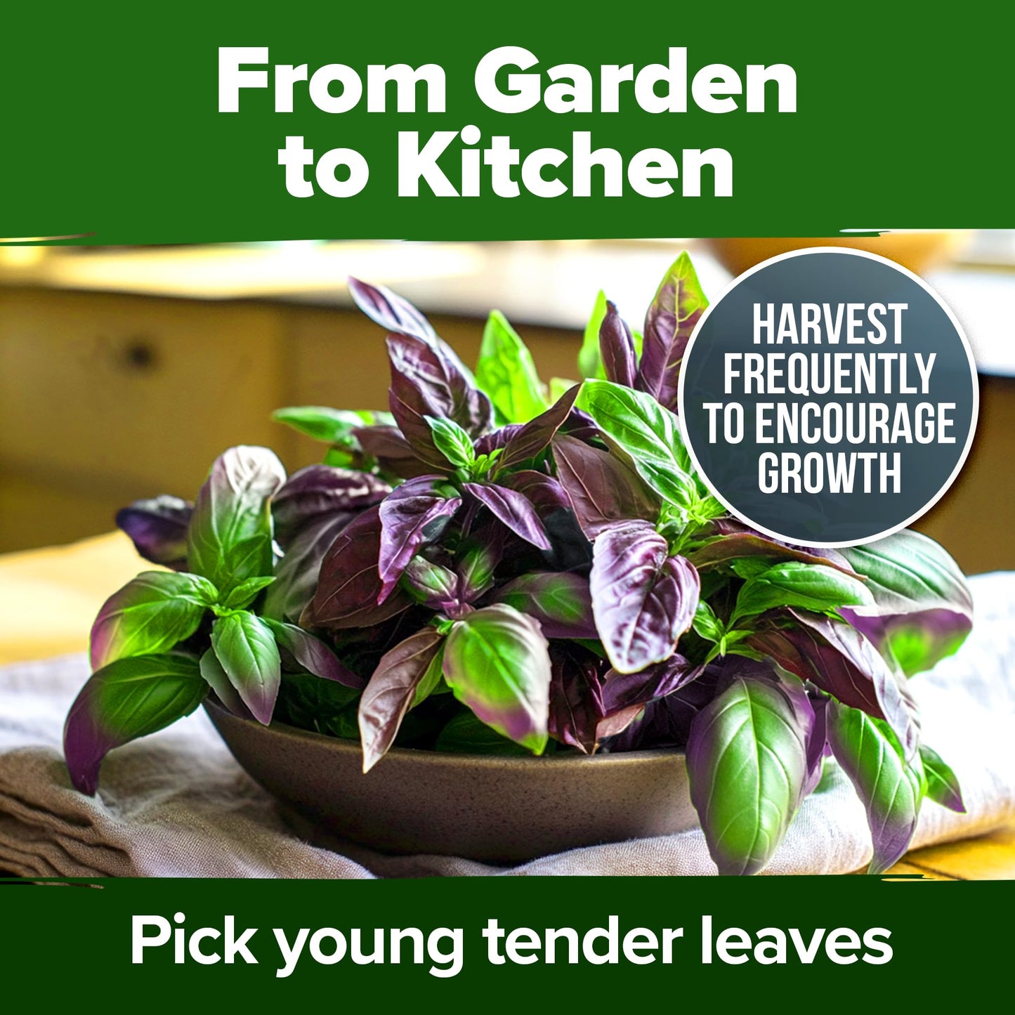 HOME GROWN 𝗨𝗦𝗔 𝗣𝗥𝗘𝗠𝗜𝗨𝗠 Peppermint Seeds Pack – 2,370 𝗡𝗢𝗡-𝗚𝗠𝗢 Heirloom Mint Seeds for Planting. Grow Peppermint Plants in Your Herb Garden Indoors or Outdoors (Mentha x piperita)