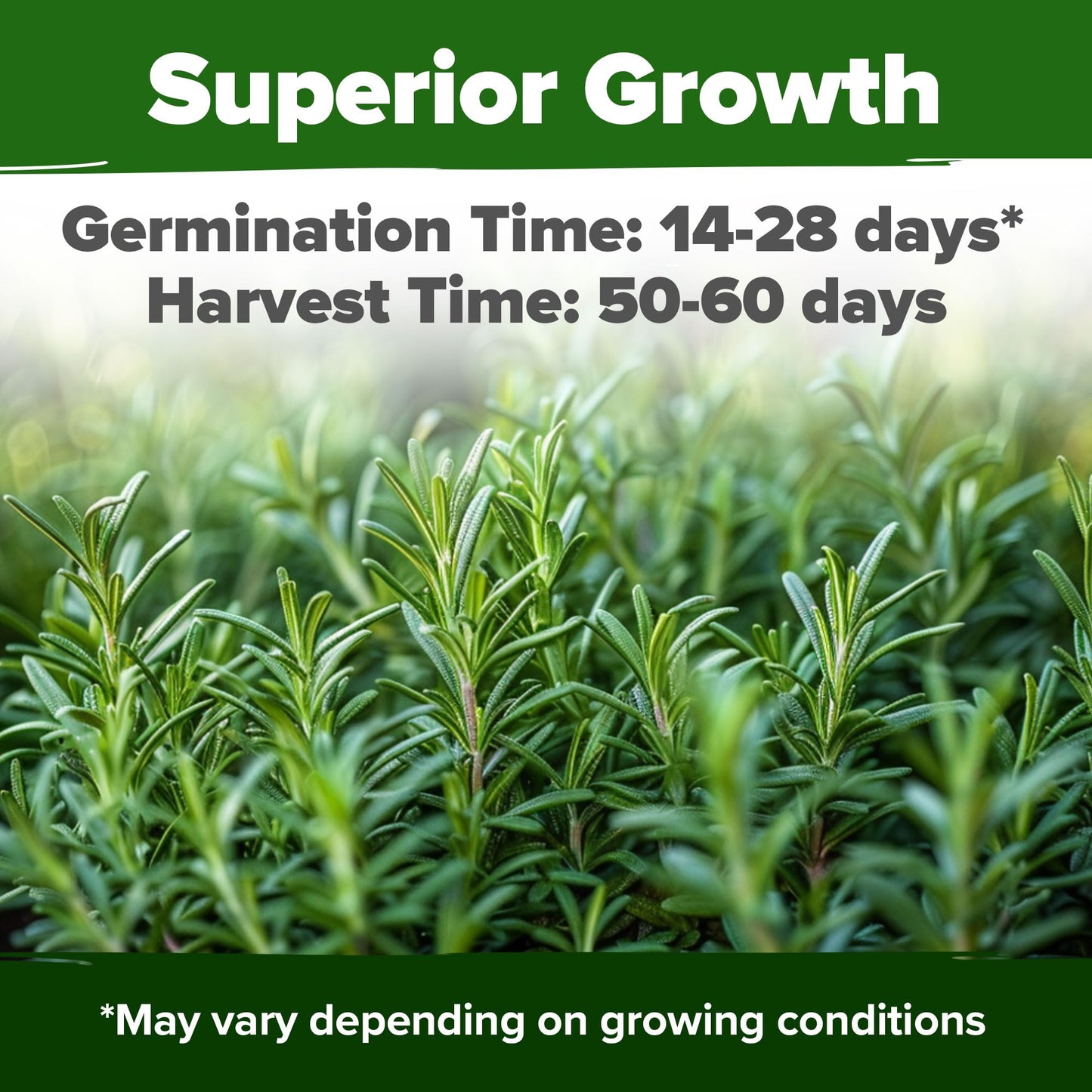 HOME GROWN 𝗨𝗦𝗔 𝗣𝗥𝗘𝗠𝗜𝗨𝗠 Peppermint Seeds Pack – 2,370 𝗡𝗢𝗡-𝗚𝗠𝗢 Heirloom Mint Seeds for Planting. Grow Peppermint Plants in Your Herb Garden Indoors or Outdoors (Mentha x piperita)