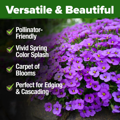 HOME GROWN 𝗨𝗦𝗔 𝗣𝗥𝗘𝗠𝗜𝗨𝗠 Zinnia Dahlia Seeds Pack for 2025 – 524 𝗡𝗢𝗡-𝗚𝗠𝗢 Flower Seeds | Vibrant Zinnia Elegans for Pollinator Gardens, Borders & Containers | Easy-to-Grow Outdoor Blooms