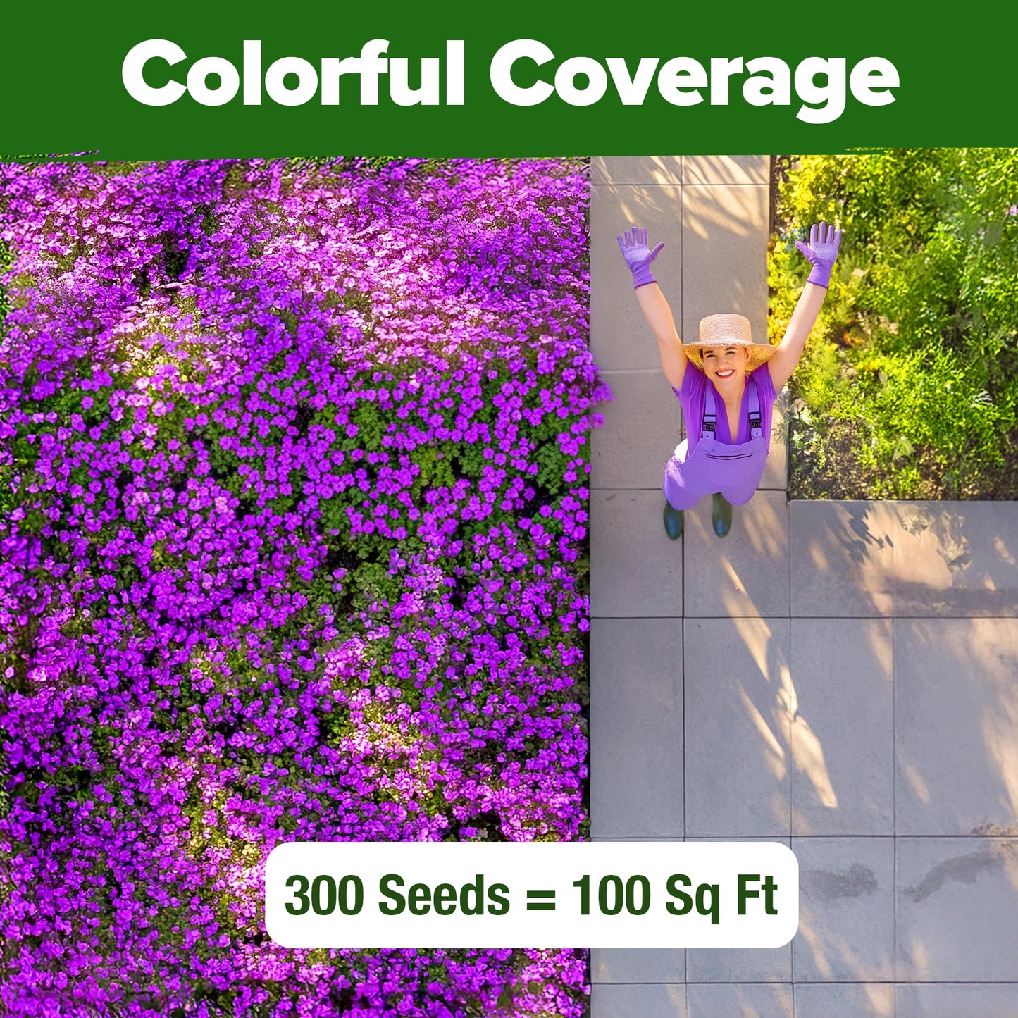 HOME GROWN 𝗨𝗦𝗔 𝗣𝗥𝗘𝗠𝗜𝗨𝗠 Zinnia Dahlia Seeds Pack for 2025 – 524 𝗡𝗢𝗡-𝗚𝗠𝗢 Flower Seeds | Vibrant Zinnia Elegans for Pollinator Gardens, Borders & Containers | Easy-to-Grow Outdoor Blooms