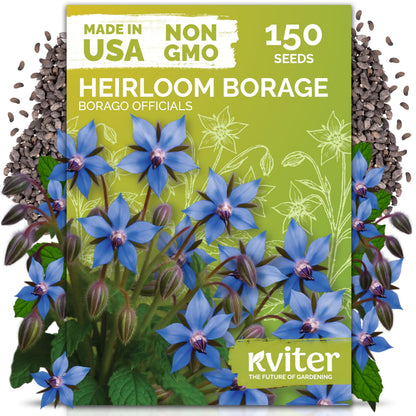 KVITER 500 Lemon Thyme Seeds for Planting (Thymus Pulegioides) – Wild Creeping Thyme Seeds Ground Cover, Aromatic & Drought-Tolerant Herbaceous Flower – Ideal for Walls, Fences & Herb Garden