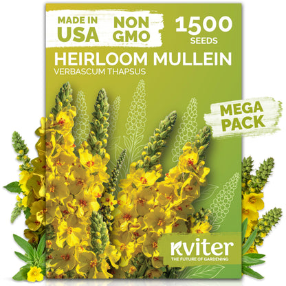 KVITER 500 Lemon Thyme Seeds for Planting (Thymus Pulegioides) – Wild Creeping Thyme Seeds Ground Cover, Aromatic & Drought-Tolerant Herbaceous Flower – Ideal for Walls, Fences & Herb Garden