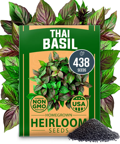 HOME GROWN 𝗨𝗦𝗔 𝗣𝗥𝗘𝗠𝗜𝗨𝗠 Peppermint Seeds Pack – 2,370 𝗡𝗢𝗡-𝗚𝗠𝗢 Heirloom Mint Seeds for Planting. Grow Peppermint Plants in Your Herb Garden Indoors or Outdoors (Mentha x piperita)