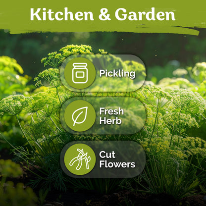 KVITER 500 Lemon Thyme Seeds for Planting (Thymus Pulegioides) – Wild Creeping Thyme Seeds Ground Cover, Aromatic & Drought-Tolerant Herbaceous Flower – Ideal for Walls, Fences & Herb Garden
