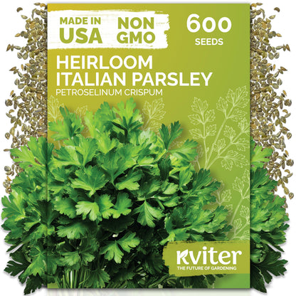 KVITER 500 Lemon Thyme Seeds for Planting (Thymus Pulegioides) – Wild Creeping Thyme Seeds Ground Cover, Aromatic & Drought-Tolerant Herbaceous Flower – Ideal for Walls, Fences & Herb Garden